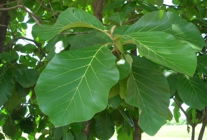 Daun Jati